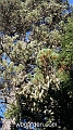 wbgarden alps 128